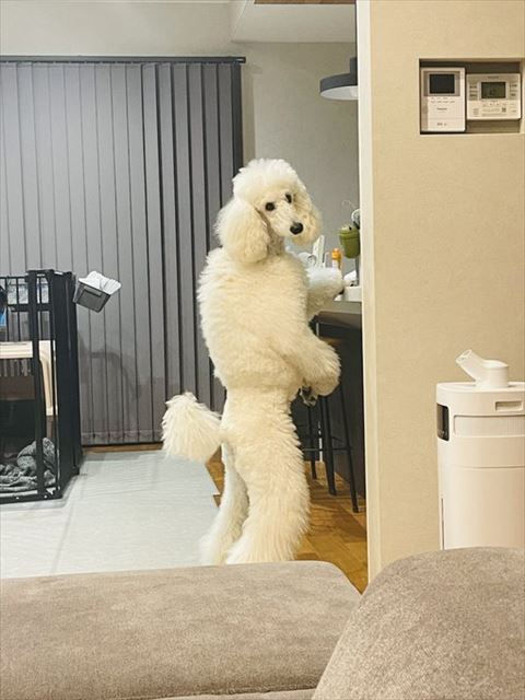 2足立ちワンコ振り返り