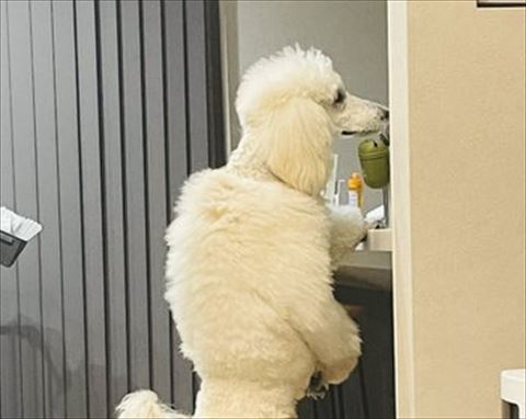 ワンコ横顔トリミング