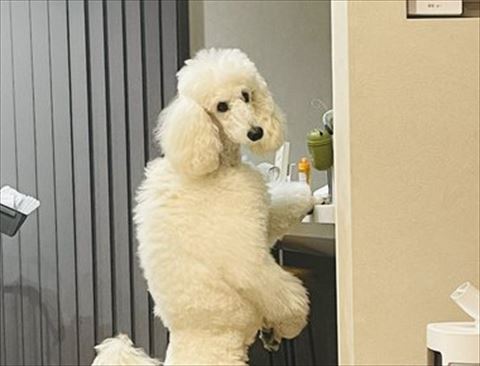 振り返りワンコトリミング