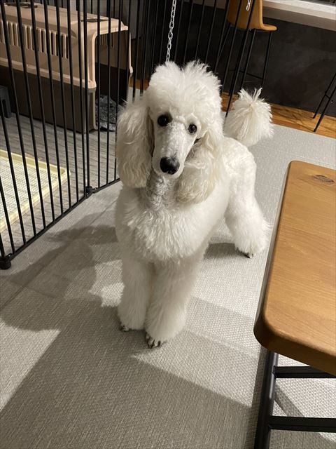 柵の隣にワンコ