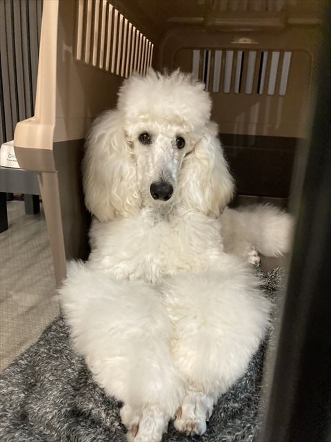 ハウスにいるワンコ