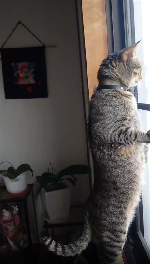 ニャルソック中の猫