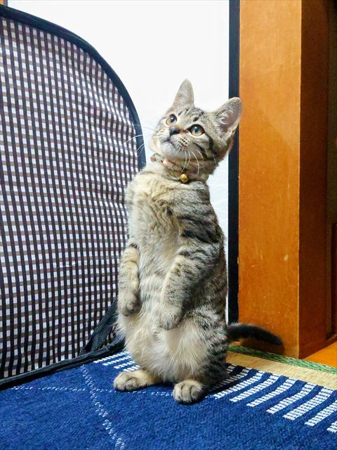 2足立ち子猫