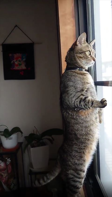 窓の正面から外を眺める猫