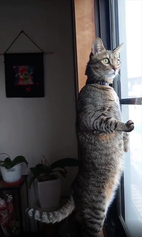 窓の外眺める猫右側見てる