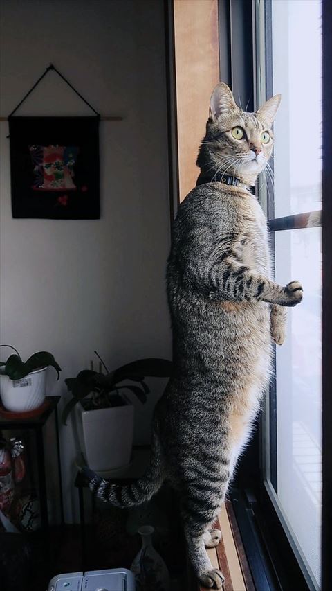 窓の外眺める猫全身