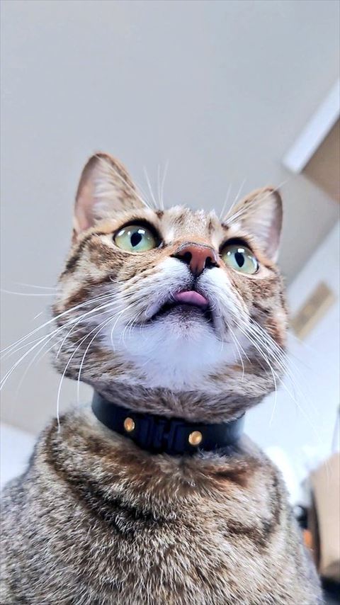 べろがでてる猫