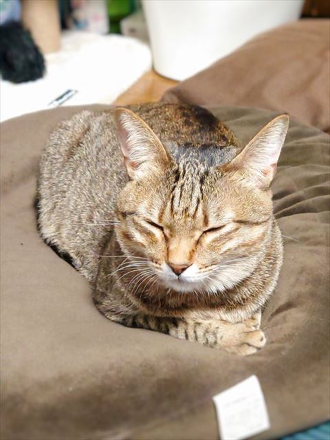 目つむってる猫ちゃん