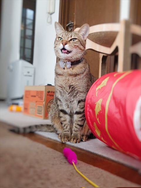 猫じゃらしと猫