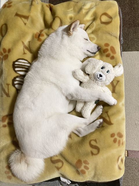 うさぎ抱いてねるワンコ