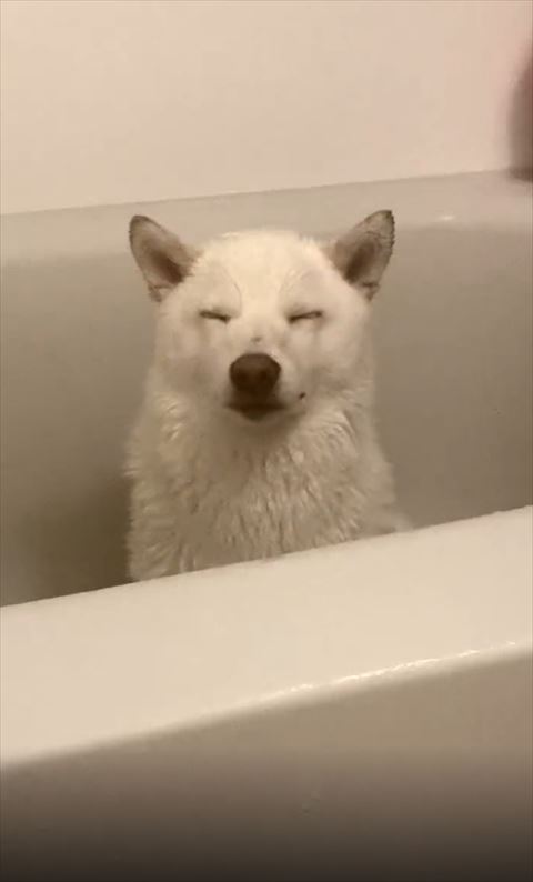 お風呂で寝てるワンコ
