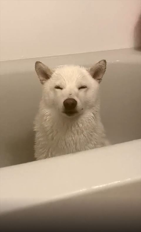 お風呂で薄目のワンコ正面