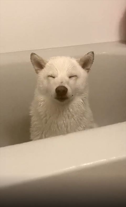 お風呂で寝てるワンコ正面