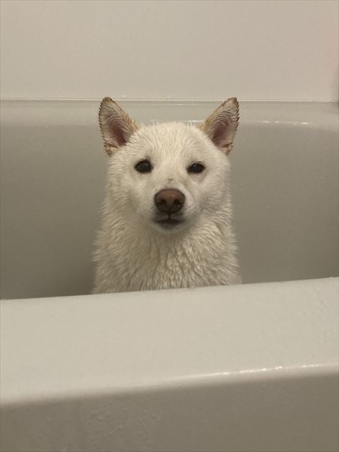 浴槽に入ってるワンコ