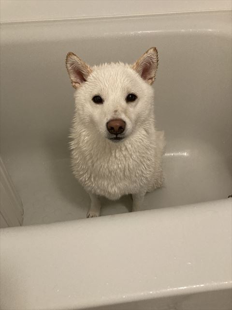 浴槽に入ってるワンコ上から撮影