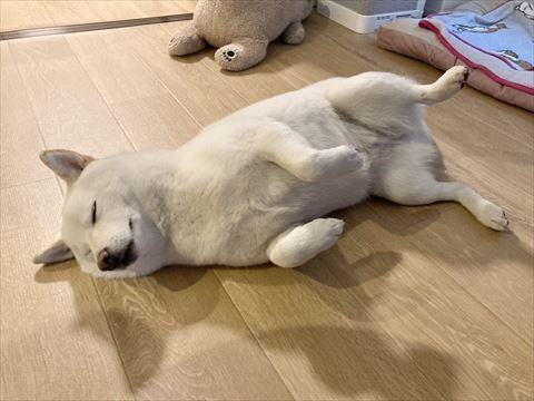 おなか見せてるワンコ