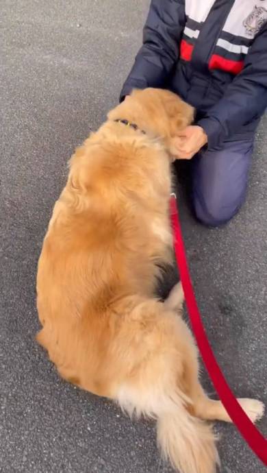 新聞屋のおっちゃんが大好きな犬たち