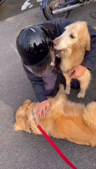 新聞屋のおっちゃんが大好きな犬たち