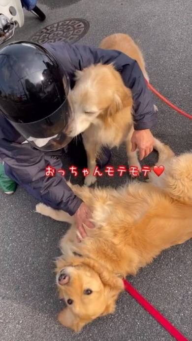 新聞屋のおっちゃんが大好きな犬たち