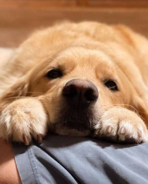 新聞屋のおっちゃんが大好きな犬たち