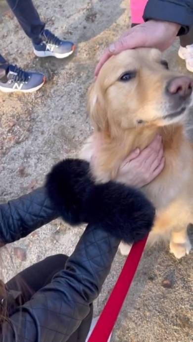 新聞屋のおっちゃんが大好きな犬たち