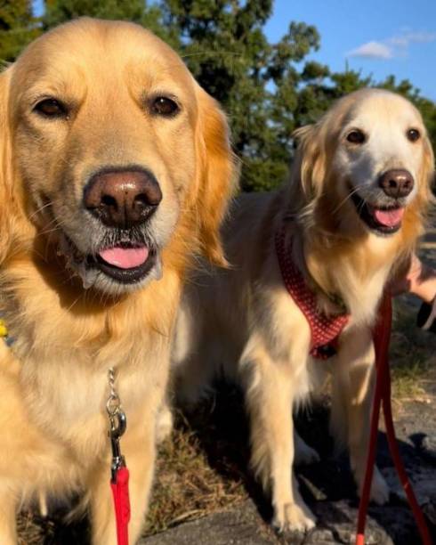 新聞屋のおっちゃんが大好きな犬たち