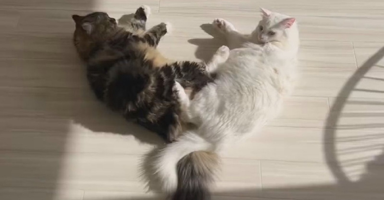 猫ちゃんの足　(奇跡のハート) No.76 曉月(あかつき)くん キジ白♂ | 社）アニマルエイド 猫の