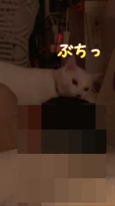 寝ているパパの髪をむしる猫