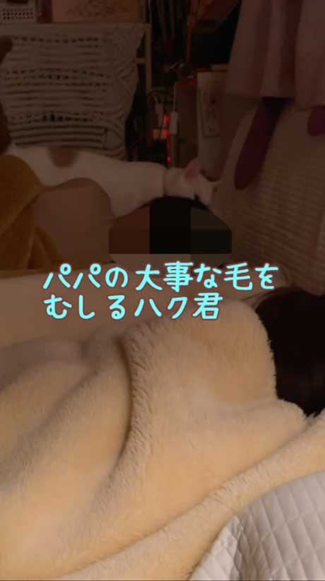 寝ているパパの髪をむしる猫
