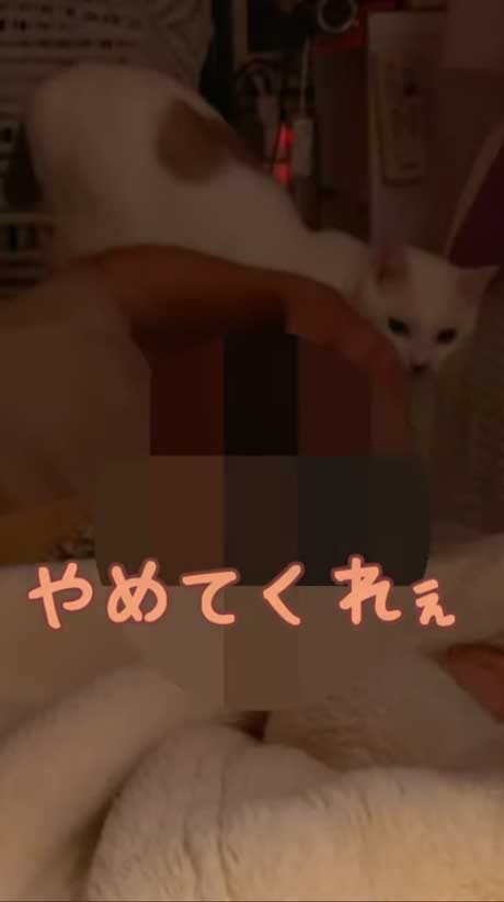 寝ているパパの髪をむしる猫