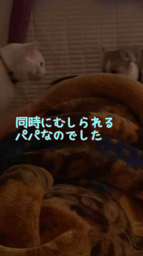 寝ているパパの髪をむしる猫