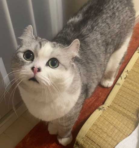 寝ているパパの髪をむしる猫