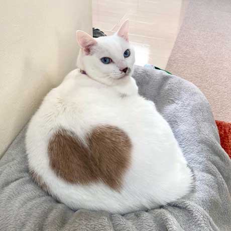 寝ているパパの髪をむしる猫