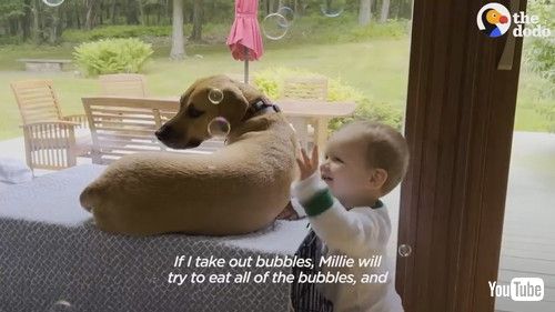 「Rescue Dog Helps Her Toddler Brother Take His First Steps | The Dodo」