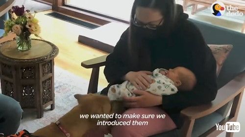 「Rescue Dog Helps Her Toddler Brother Take His First Steps | The Dodo」