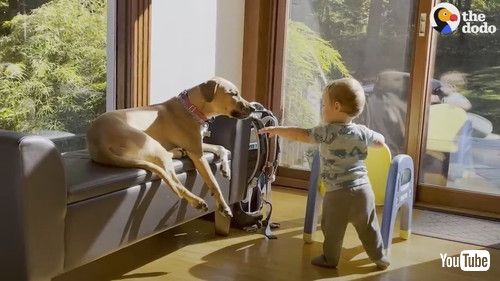 「Rescue Dog Helps Her Toddler Brother Take His First Steps | The Dodo」