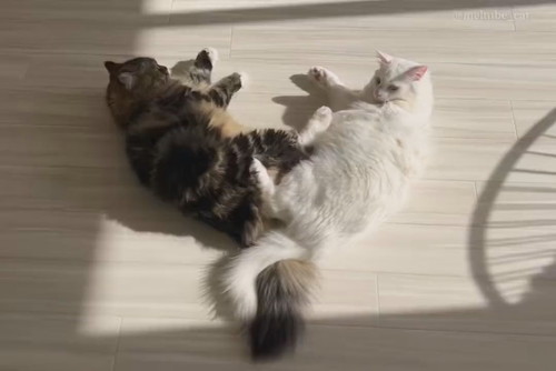 メルくんとマオくん