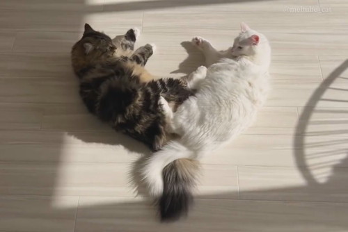 メルくんとマオくん