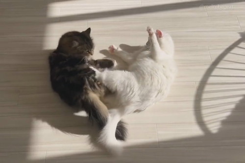 メルくんとマオくん