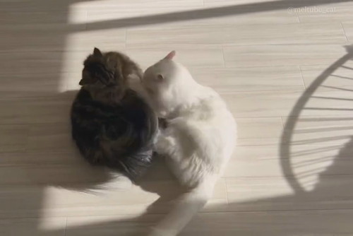 猫ちゃん2匹がお尻をくっつけて奇跡のハート形が完成！→と思っ