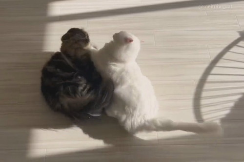 メルくんとマオくん