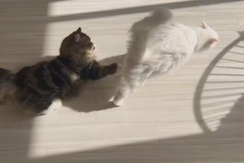 猫ちゃん2匹がお尻をくっつけて奇跡のハート形が完成！→と思っ