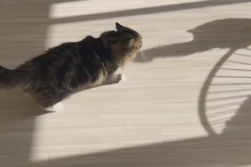 メルくんとマオくん