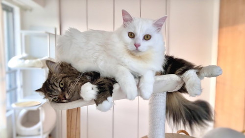 メルくんとマオくん