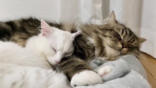 メルくんとマオくん