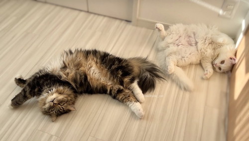 メルくんとマオくん