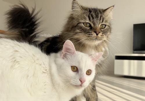 メルくんとマオくん