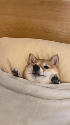 布団すっぽり柴犬