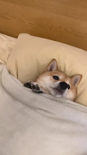 もそもそなはなちゃん