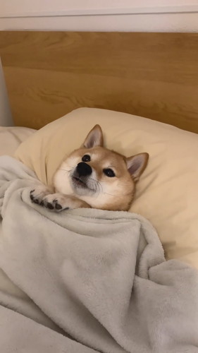 カメラを向くはなちゃん